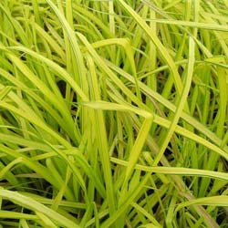 Sedge 'Aurea'